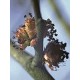 Bach Flower Remedies for Animals - Elm
